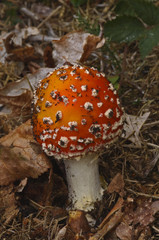vertical small fly agaric mushroom
