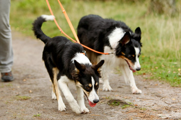 Bordercollie an der Leine