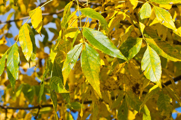 Autumn yellow leaves