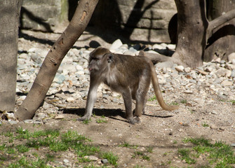 Singes - macaques buffon