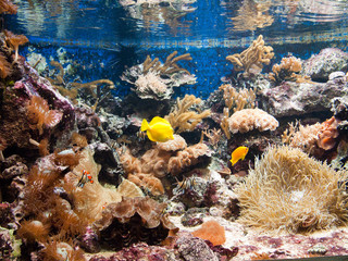 Naklejka na ściany i meble Tropical Aquarium - koral
