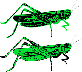 grasshopper vector