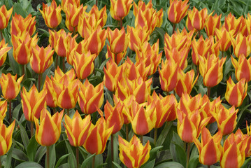 Rot-gelbe Tulpen im Keukenhof in Holland