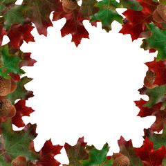 Autumn leaves on white background on border of photo