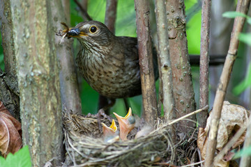 Turdus merula, Blackbird