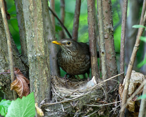 Turdus merula, Blackbird