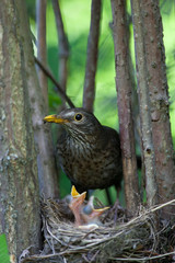 Turdus merula, Blackbird
