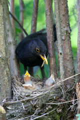 Turdus merula, Blackbird