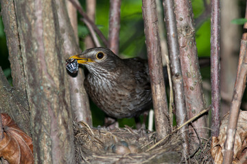 Turdus merula, Blackbird