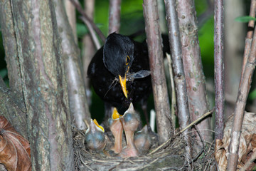 Turdus merula, Blackbird © fotoparus