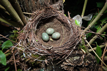 Turdus merula, Blackbird