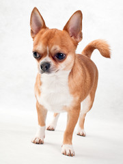 beautiful chihuahua dog Champion  of  Breed