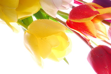 Panele Szklane Podświetlane  czerwone i żółte kwiaty tulipanów