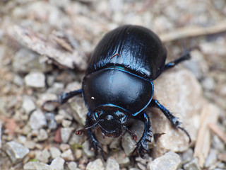 Käfer
