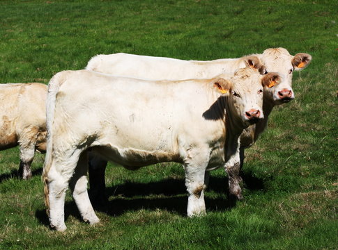 Charolais Bull Calves