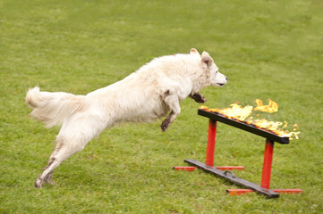Rettungshund