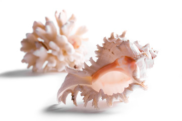 Obraz na płótnie Canvas Large beautiful sea shells isolated on white background