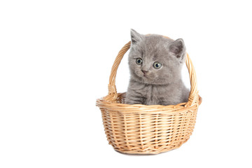 Fototapeta na wymiar british grey short-hair kitten in a basket