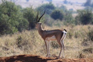 Tanzanie