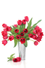 Red Tulip Flowers