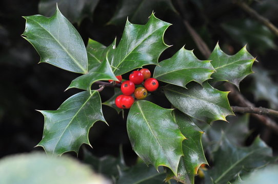 Houx Billeder Gennemse 2,489 stockfotos, vektorer og videoer Adobe