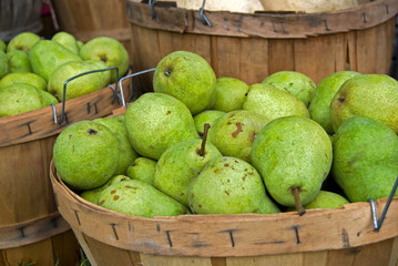 Picked Pears