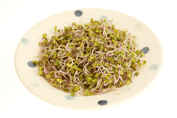China Rose Radish