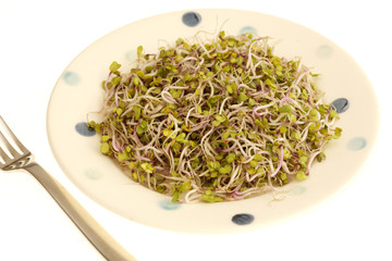 China Rose Radish