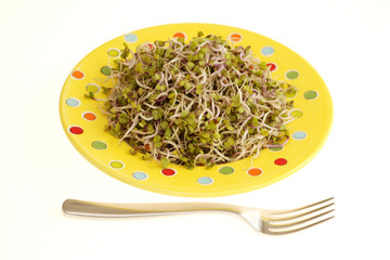 China Rose Radish