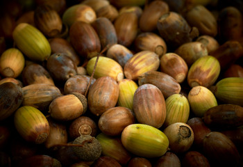 Acorns heap. Autumn abstract background.