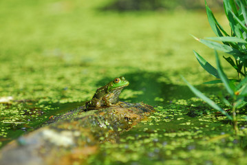 Frog On A Log