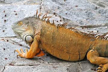 Orange Lizard - Florida Wildlife - Reptiles