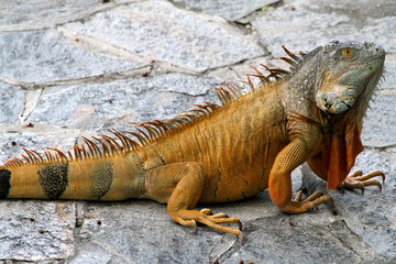 Fototapeta premium Lizard - Florida Wildlife - Reptiles