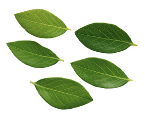 Fototapeta premium Blue Berry Leaves