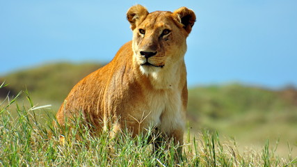 Lioness on the prowl. Serengeti National Park, Tanzania