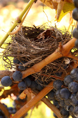 Empty Nest