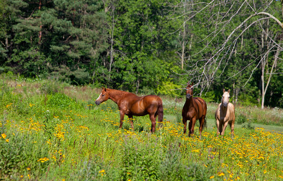 Horse