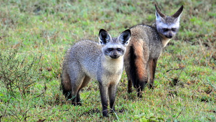 A pair of Bat Eared Foxes. Serengeti National Park, Tanzania