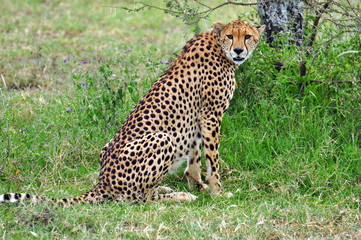 A cheetah in Serengeti National Park. Tanzania
