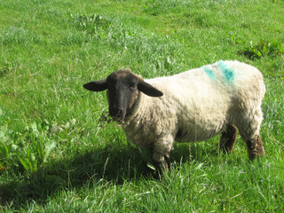 Sheep on the grass in Ireland