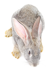 Naklejka premium gray rabbit view from above