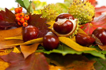 Composition of autumn chestnuts and leaves