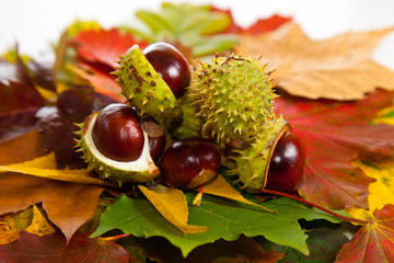 Composition of autumn chestnuts and leaves