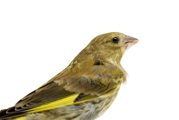 Greenfinch