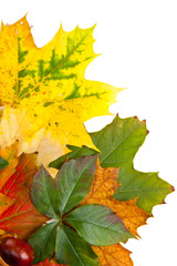 Composition of autumn chestnuts and leaves