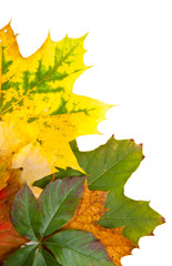 Composition of autumn chestnuts and leaves