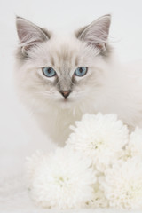 ragdoll