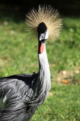 portrait de la grue royale