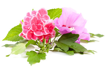 Pink hibiscus and hortensia flowers over white background