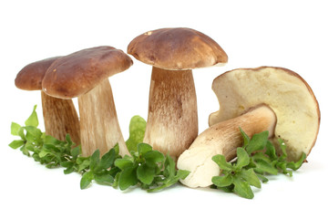 group of forest mushrooms